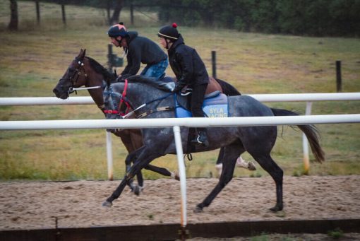 Un-named (D'Argento - Defacto)